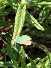 Callophrys dumetorum perplexa