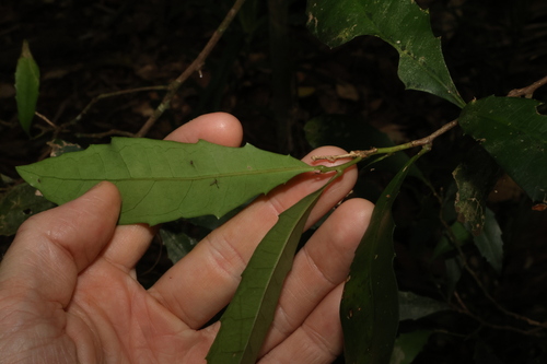 Image of Helicia glabriflora by (c) Greg Tasney, some rights reserved (CC BY-SA)