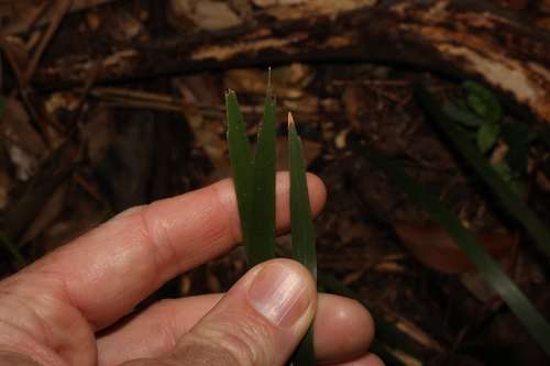 Image of Lomandra spicata by (c) Greg Tasney, some rights reserved (CC BY-SA)