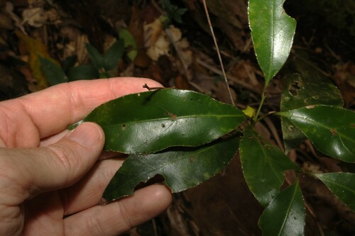 Image of Endiandra discolor by (c) Greg Tasney, some rights reserved (CC BY-SA)