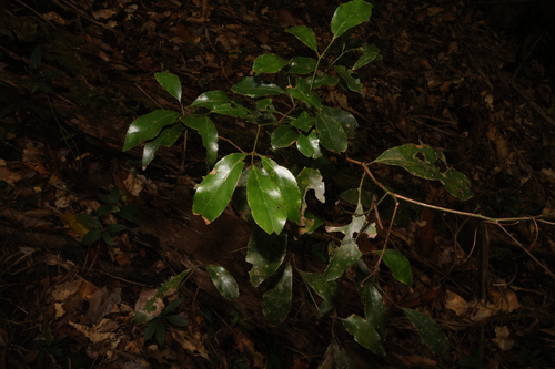 Image of Endiandra discolor by (c) Greg Tasney, some rights reserved (CC BY-SA)