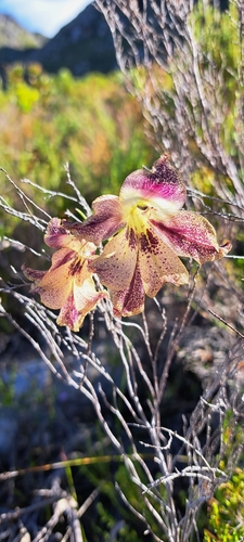Image of Gladiolus maculatus by (c) Liezl van der Merwe, some rights reserved (CC BY)