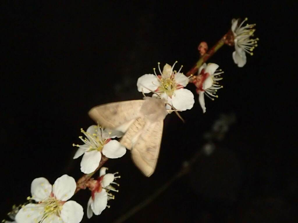 ウメの花に来たヨモギキリガ