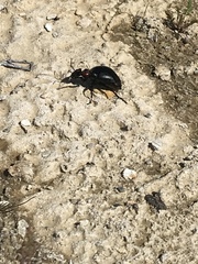 Lytta sublaevis