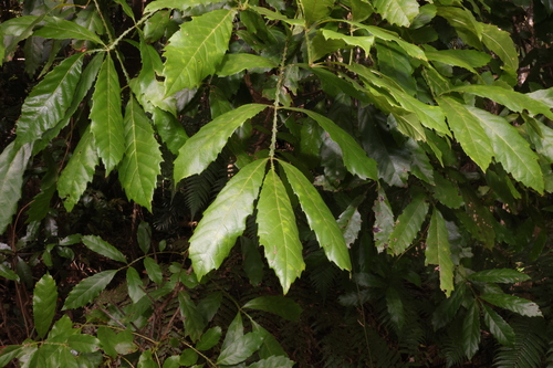 Smooth Davidson's plum (Davidsonia johnsonii)