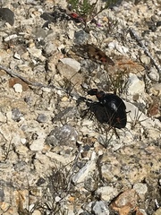Lytta sublaevis