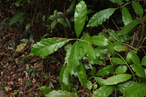 Image of Davidsonia johnsonii by (c) Greg Tasney, some rights reserved (CC BY-SA)
