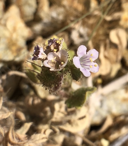 Cleftleaf wildheliotrope (Phacelia crenulata)