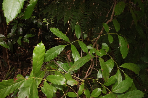 Image of Davidsonia johnsonii by (c) Greg Tasney, some rights reserved (CC BY-SA)