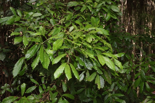 Image of Davidsonia johnsonii by (c) Greg Tasney, some rights reserved (CC BY-SA)