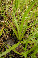Microseris sylvatica
