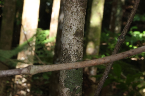 Image of Davidsonia johnsonii by (c) Greg Tasney, some rights reserved (CC BY-SA)