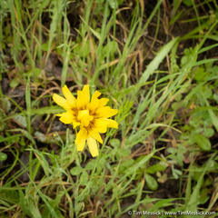 Microseris sylvatica