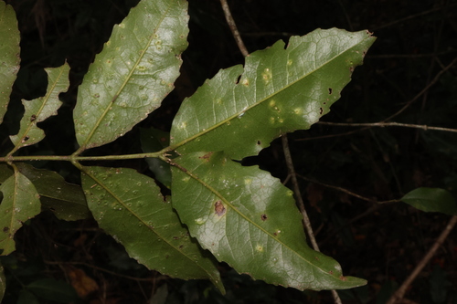 Image of Doryphora sassafras by (c) Greg Tasney, some rights reserved (CC BY-SA)