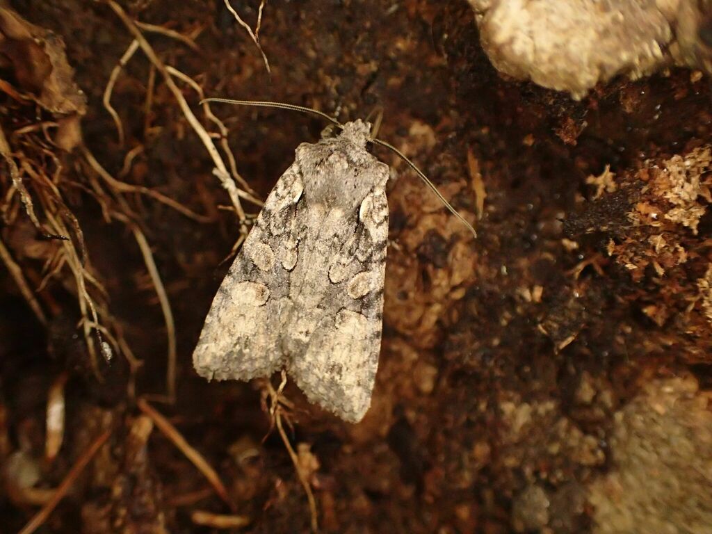 糖蜜に飛来したハンノキリガ