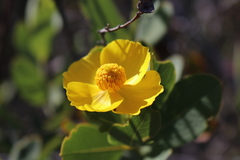 Dendromecon harfordii