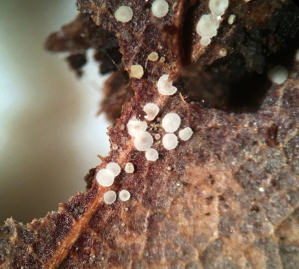 Calycellina lachnobrachya