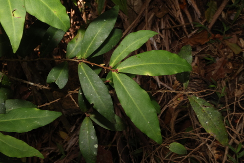 Image of Myrsine subsessilis by (c) Greg Tasney, some rights reserved (CC BY-SA)