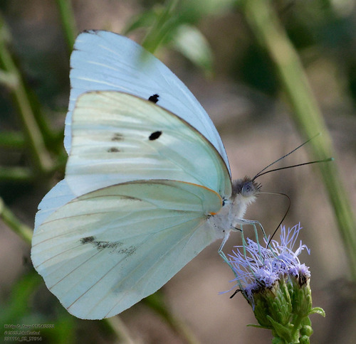 Giant White photo 2