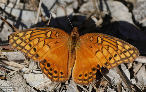 Mexican Fritillary photo 5