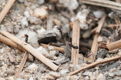 iNaturalist observation photo of Crazy Pyramid Ant