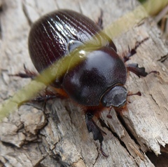 Orizabus pyriformis