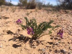 Astragalus allochrous