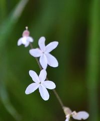 Lithophragma bolanderi