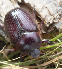 Orizabus pyriformis