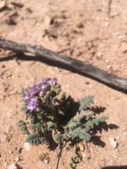 Phacelia popei