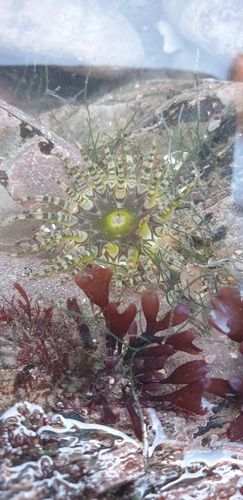 Photo of Gem anemone (Bunodactis verrucosa)