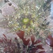 Bunodactis verrucosa
