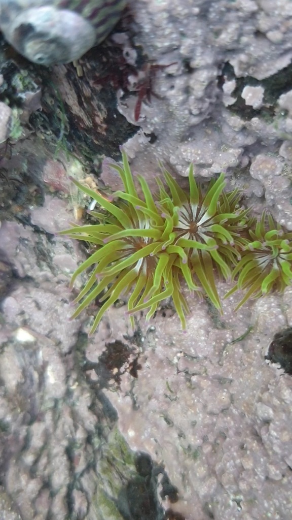 Opelet anemone