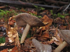 Helvella fibrosa
