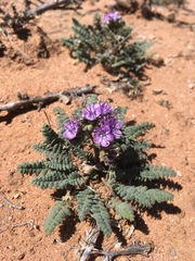 Phacelia popei