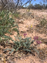 Astragalus tephrodes