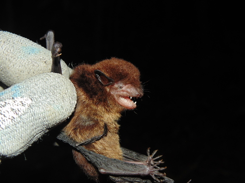 Brazilian Brown Bat