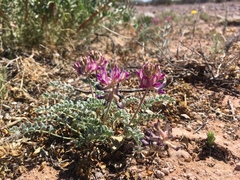 Astragalus tephrodes