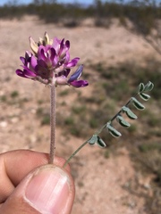 Astragalus tephrodes
