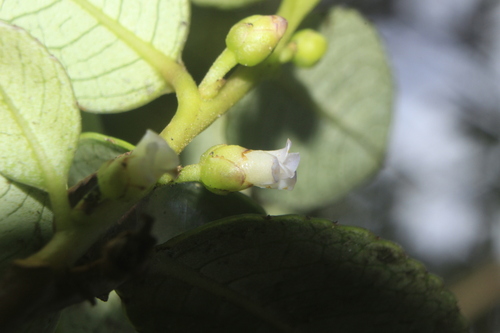 Freziera euryoides