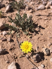 Malacothrix fendleri