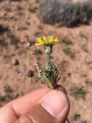 Malacothrix fendleri