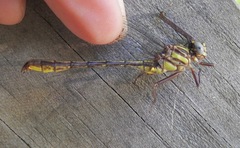 Phanogomphus minutus