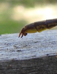 Phanogomphus minutus