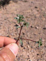 Ipomopsis polycladon