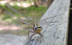 Phanogomphus minutus