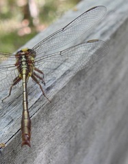 Phanogomphus minutus