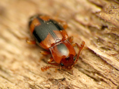 Phymaphora pulchella