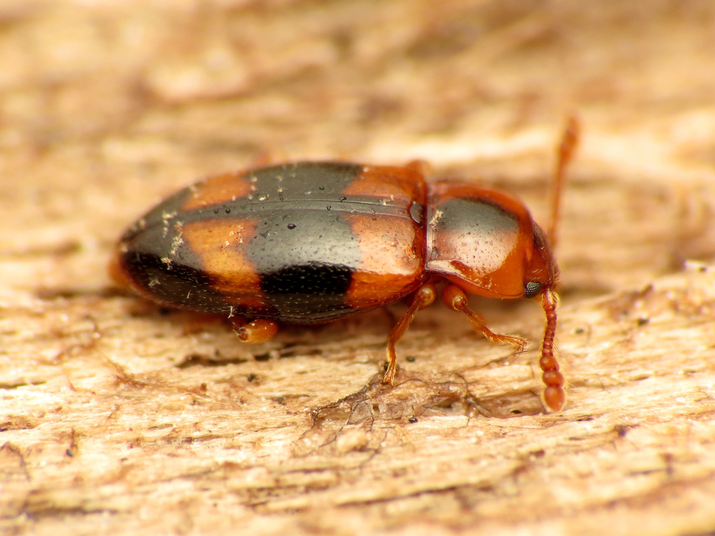 Leiestinae