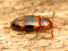 Phymaphora pulchella